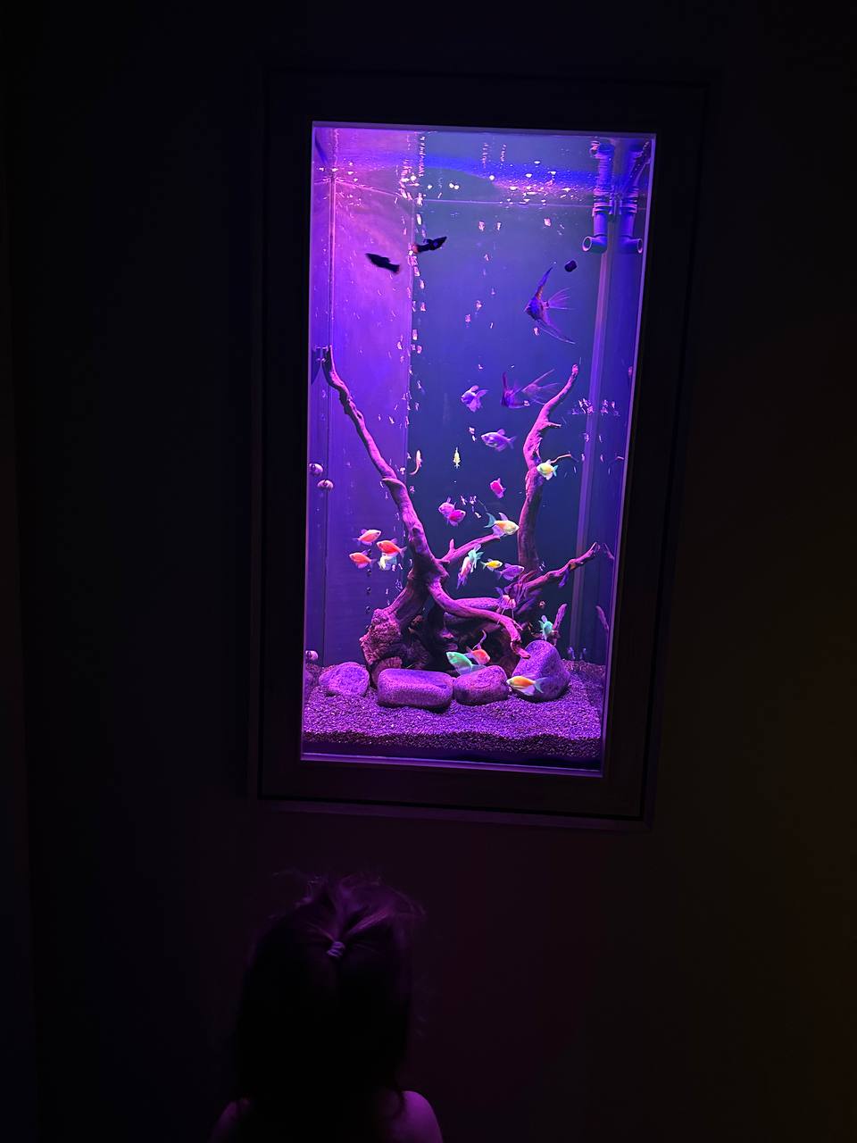 Элегантный встроенный аквариум-картина с флуоресцентными GloFish 70л - фото 3
